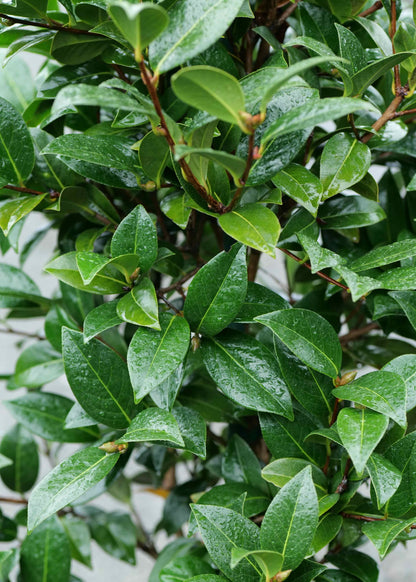 Camellia Sas. Yuletide