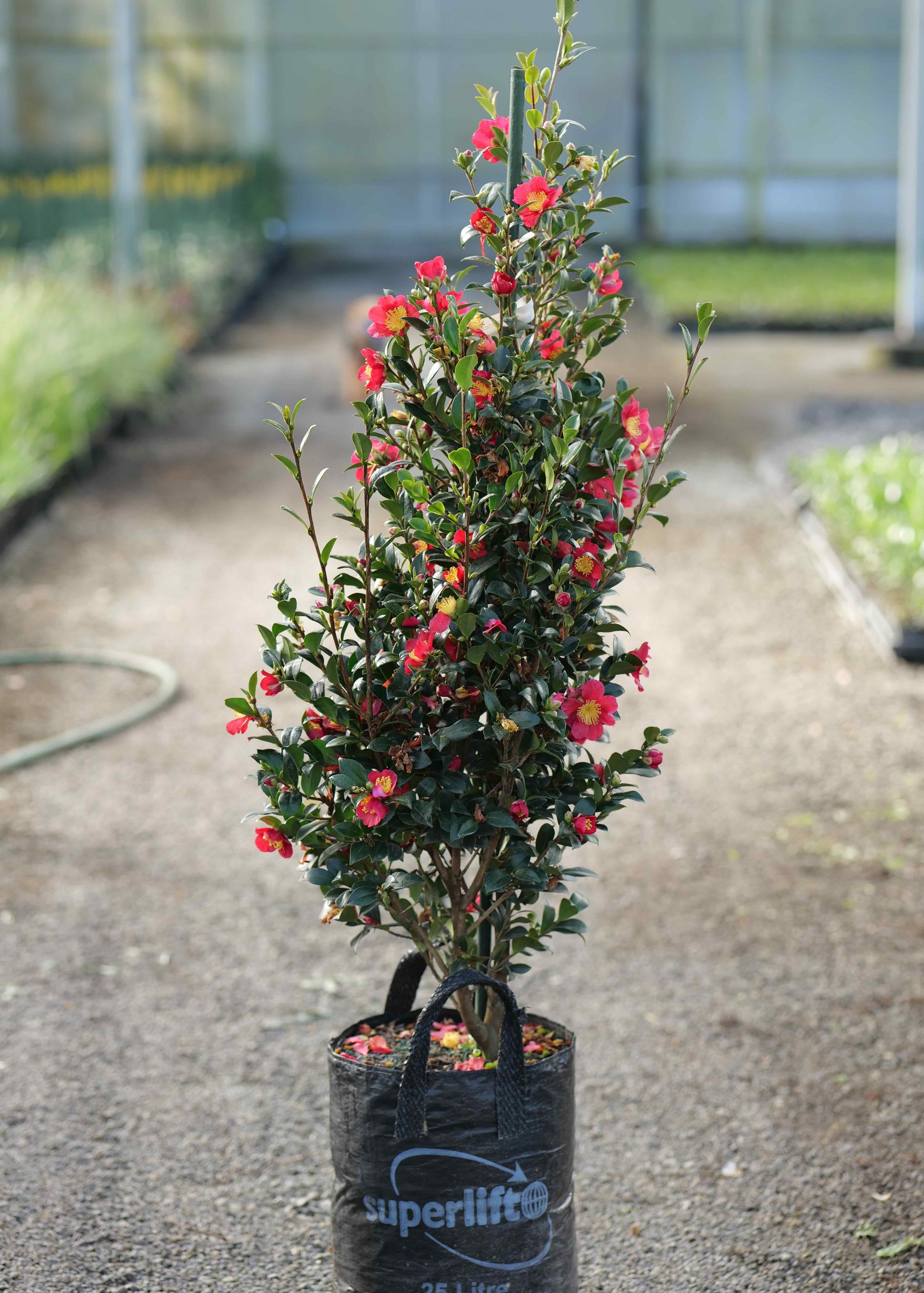 A potted flowering Camellia Yuletide with green foliage and small pink-red blossoms, standing in a black plastic nursery bag on a gravel path in a greenhouse or garden center.