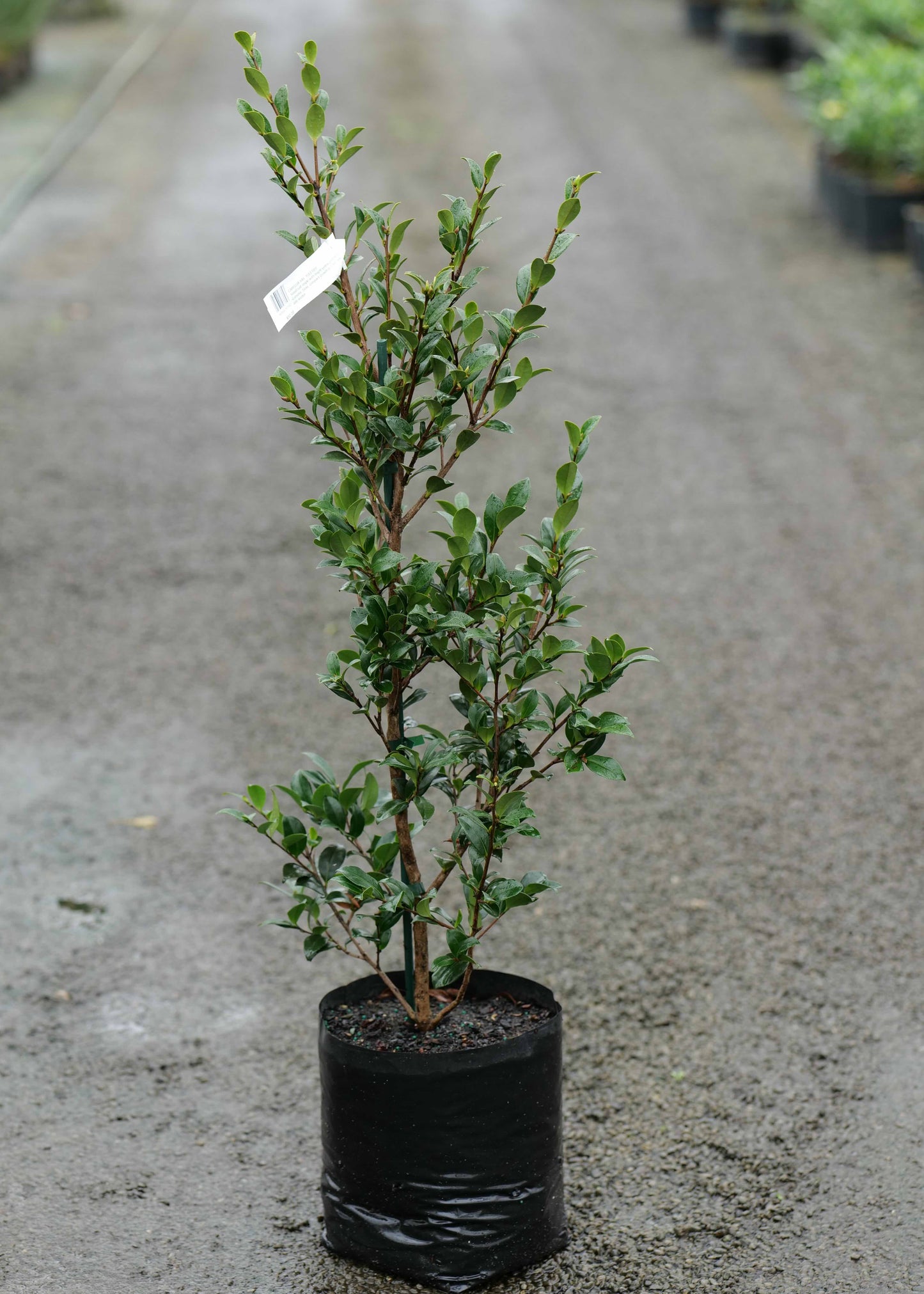 Camellia Sas. Yuletide
