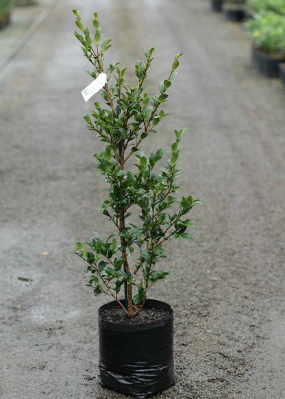 Camellia Sas. Yuletide