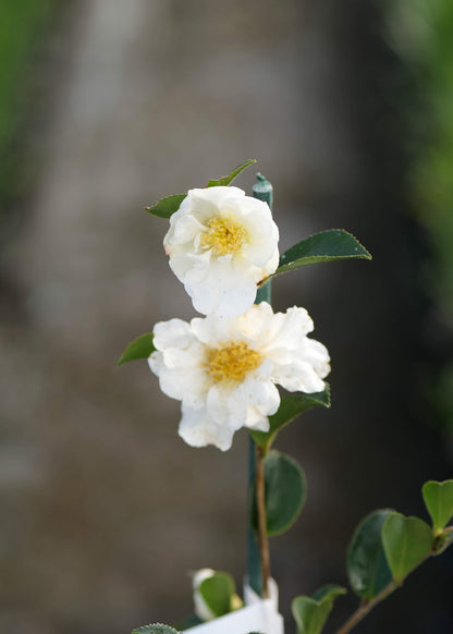 White flowers of Camellia Setsugekka with a blurred background