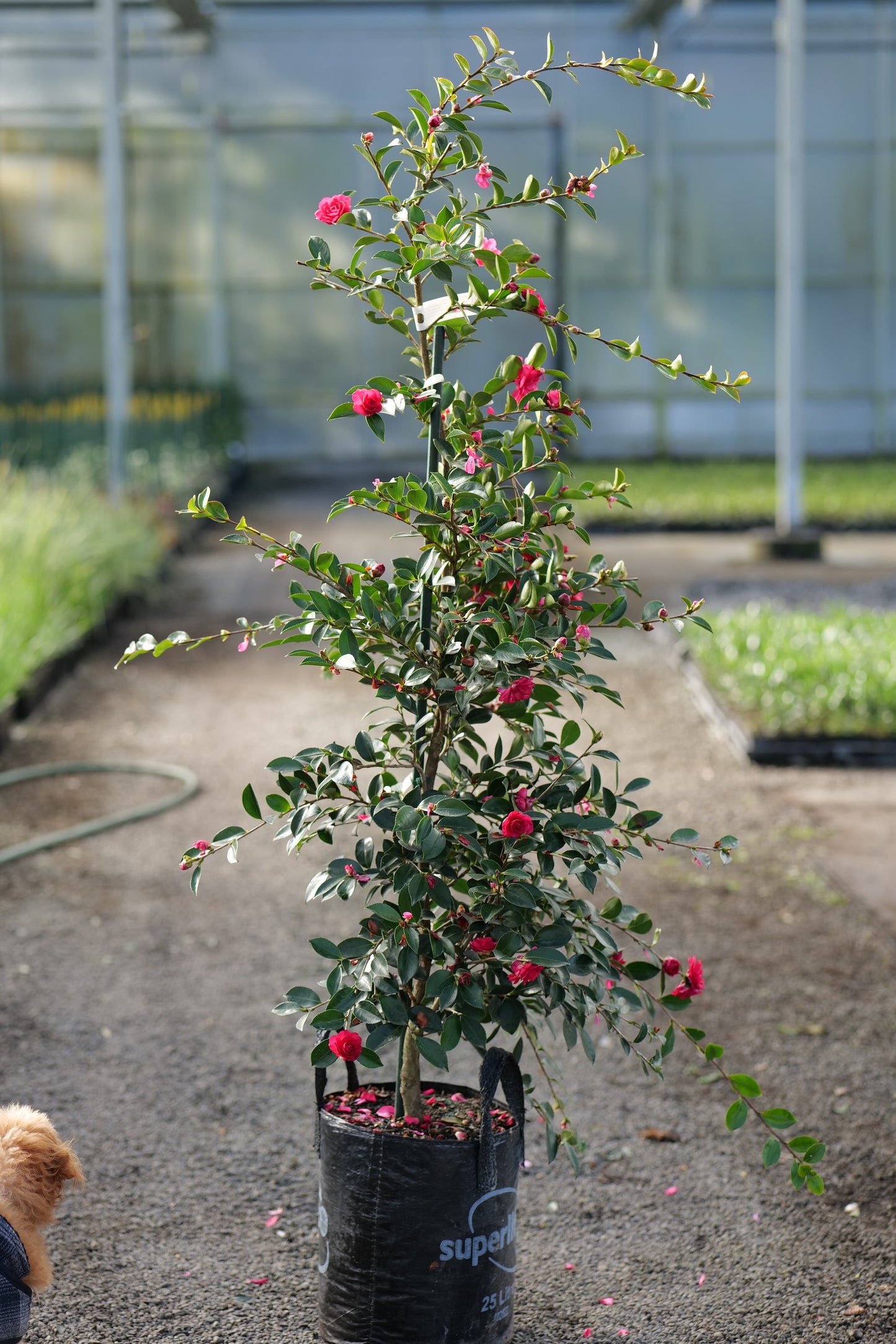 A potted Camellia Exotic Jewel plant with green leaves and pink flowers, standing in a black plastic nursery pot on a gravel path inside a greenhouse.