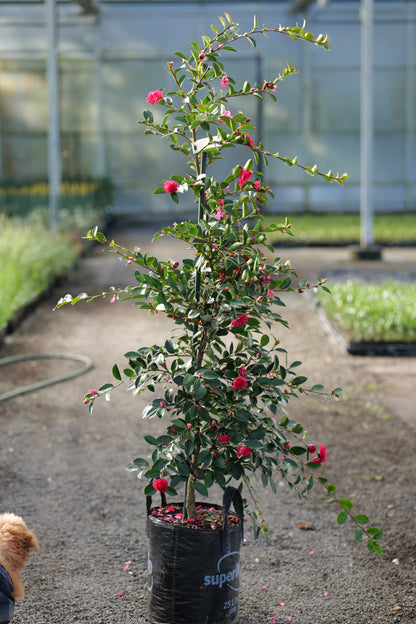 A potted Camellia Exotic Jewel plant with green leaves and pink flowers, standing in a black plastic nursery pot on a gravel path inside a greenhouse.
