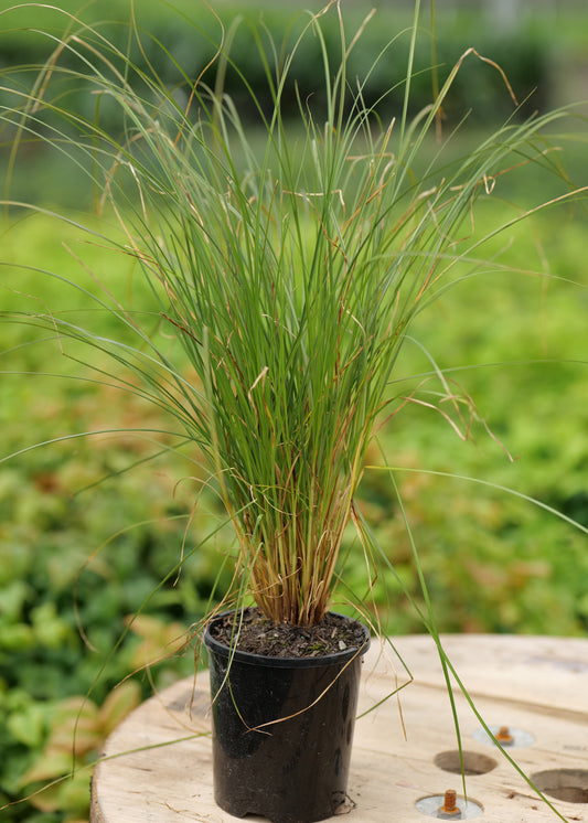 Carex Secta