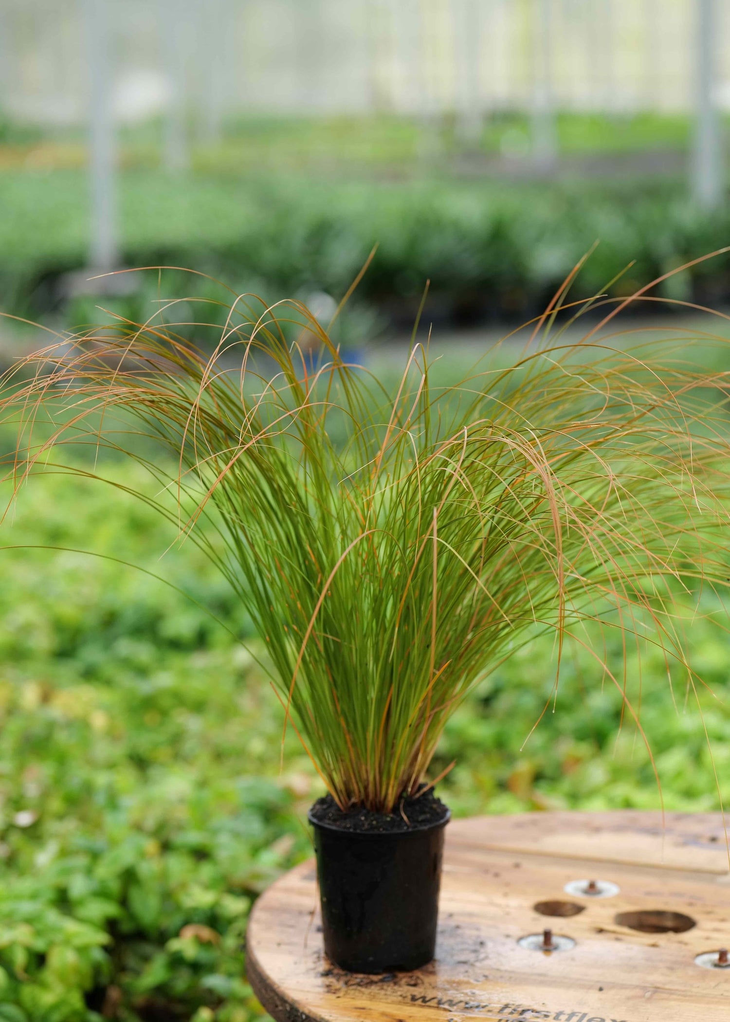 Potted Carex Testacea plant on a wooden surface with a greenhouse background