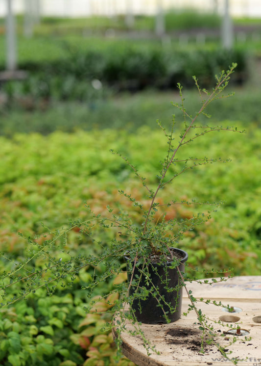 Ceanothus Blue Cushion