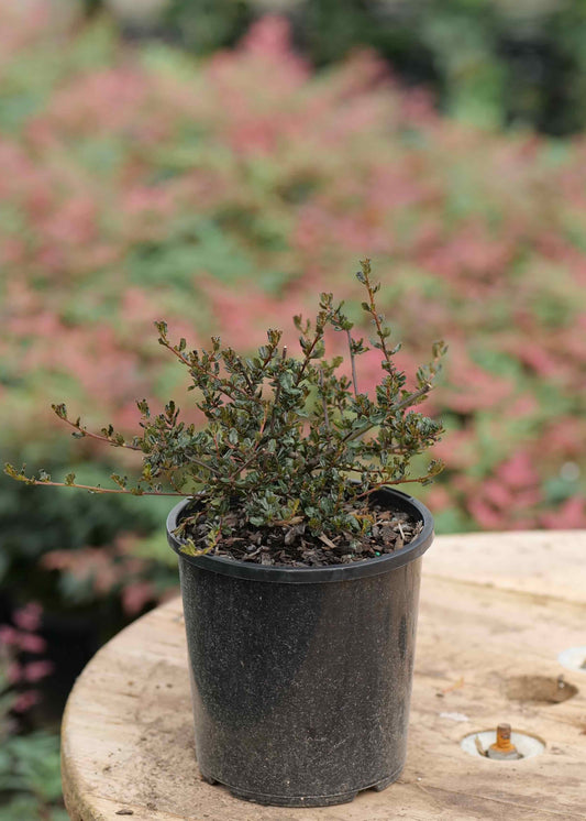 Ceanothus Blue Sapphire