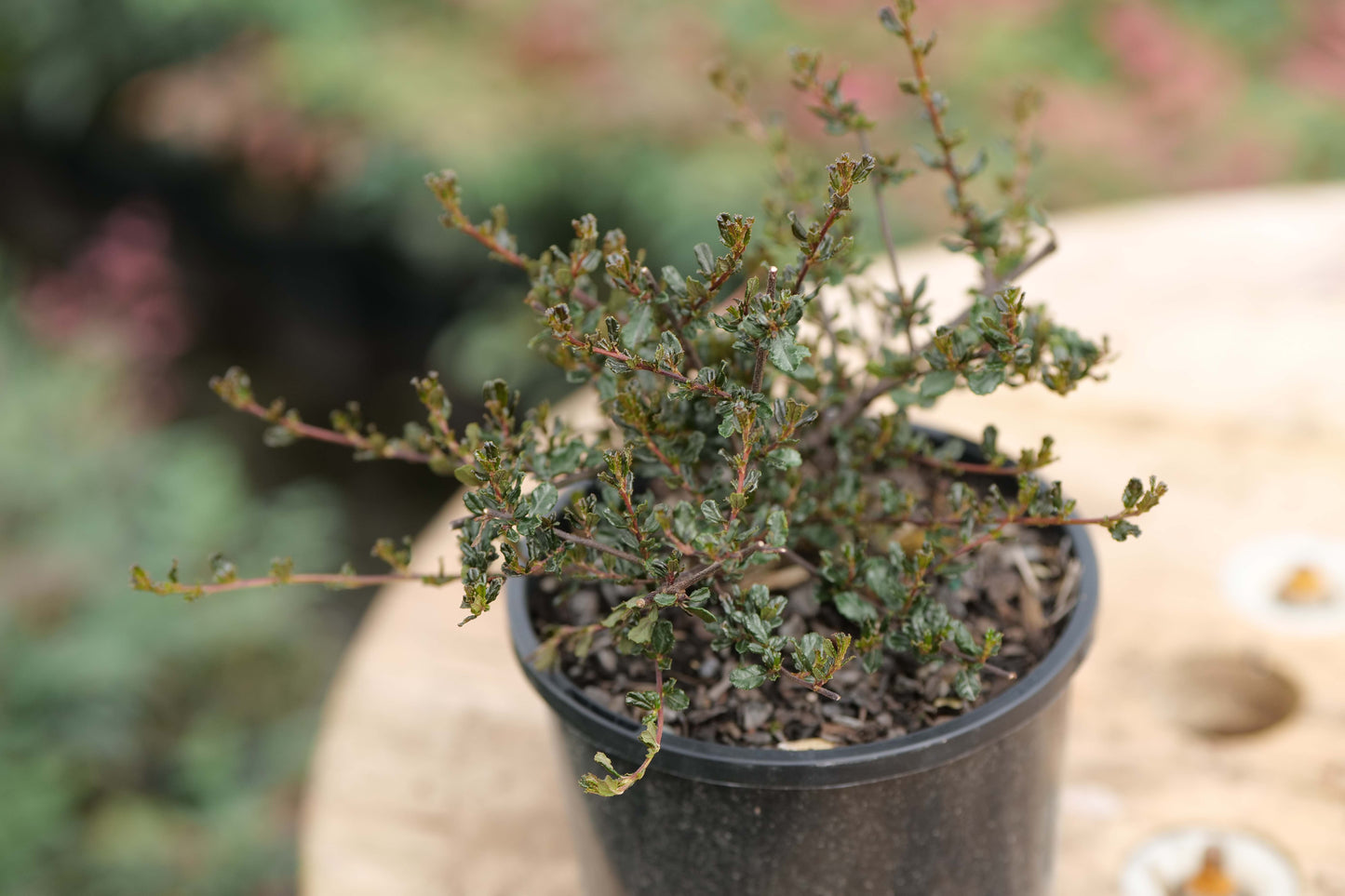 Ceanothus Blue Sapphire