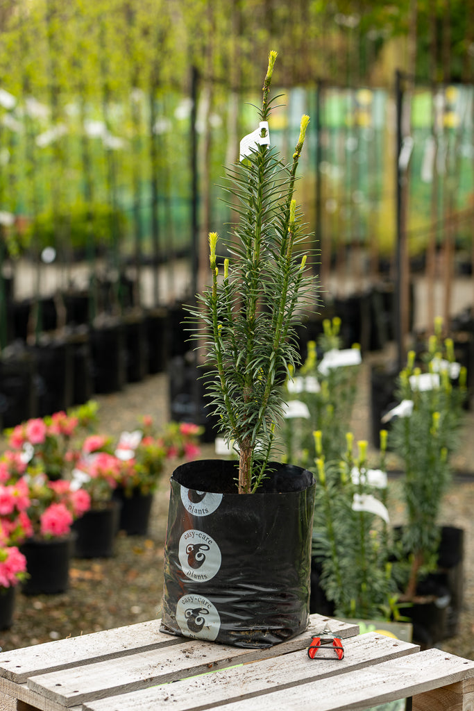 Cephalotaxus Harringtonia Fastigiata
