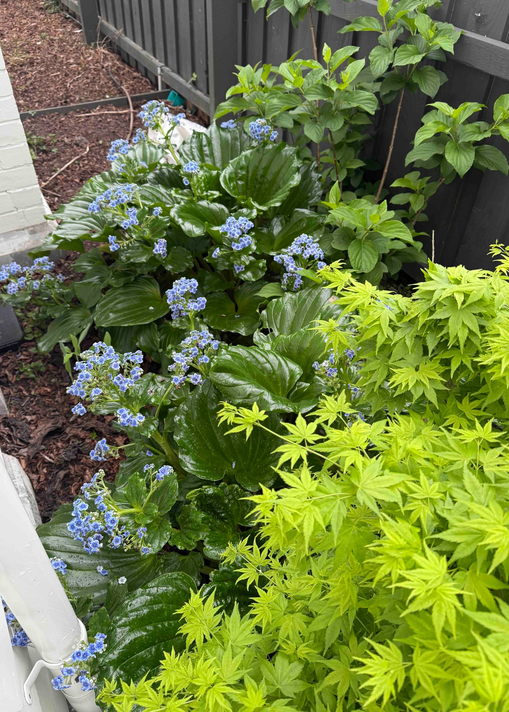 Garden scene with green Chatham Island Forget-me-not and blue flowers against a wooden fence.