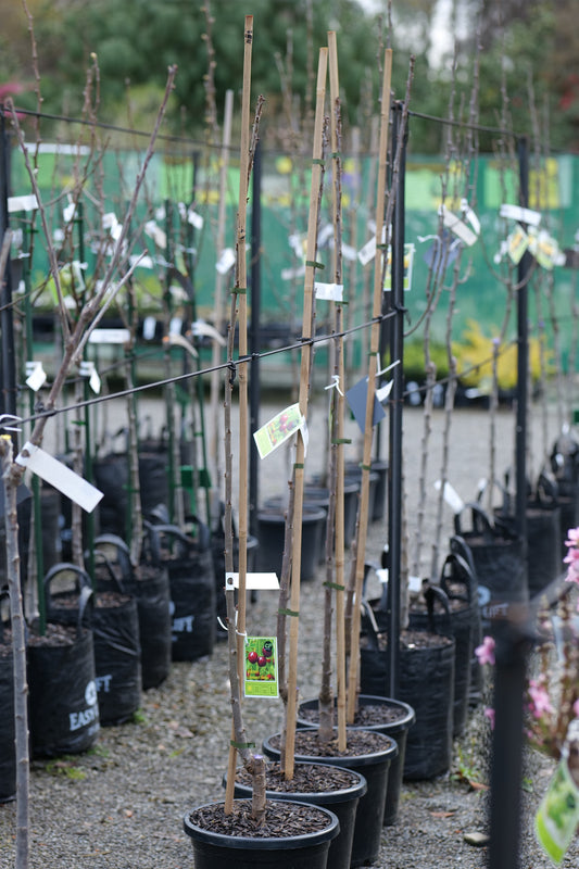 A row of young potted Cherry Compact Stella trees in black nursery pots, each supported by tall bamboo stakes, with small product tags attached, set in a gravel nursery row with green fencing in the background.
