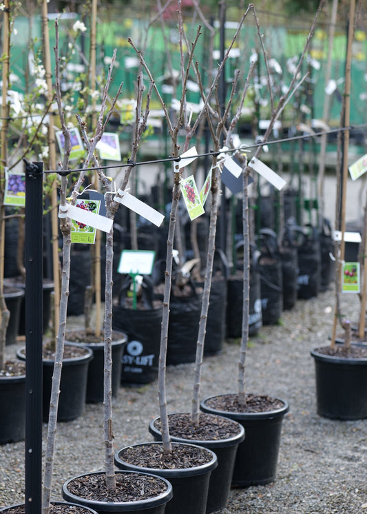 A row of double worked cherry dawson/lapins trees with bare branches in black plastic pots, set in a nursery or garden center with other plants and tags visible in the background.