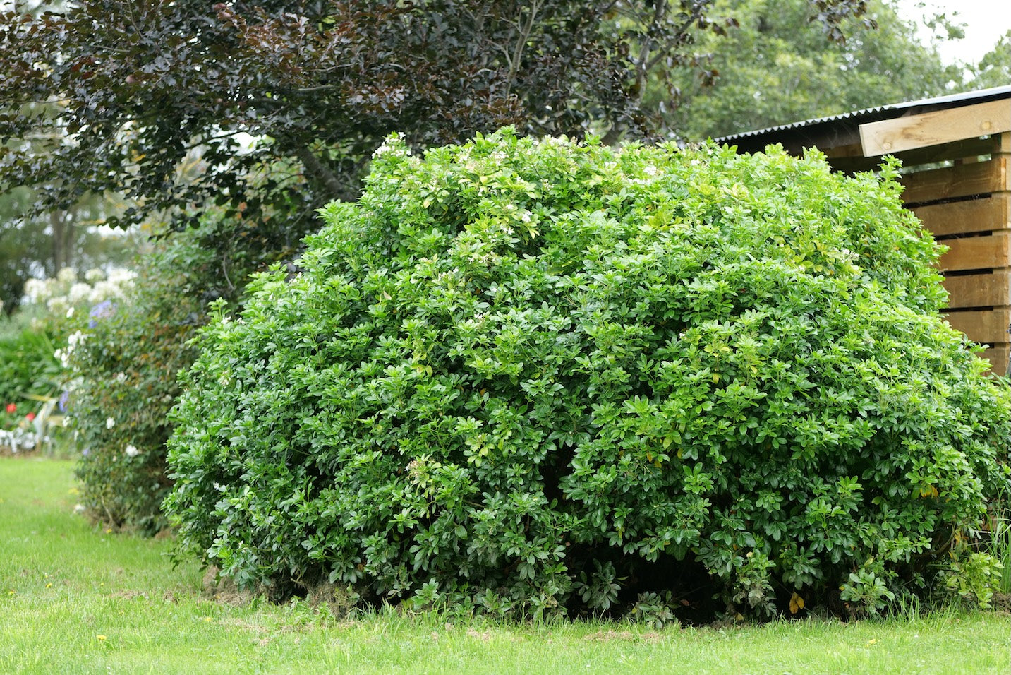 Green bush of Mexican Orange Blossom in a garden with trees and wooden structure in the background