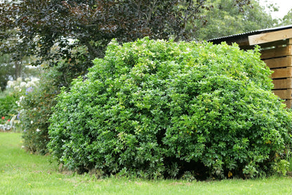 Green bush of Mexican Orange Blossom in a garden with trees and wooden structure in the background