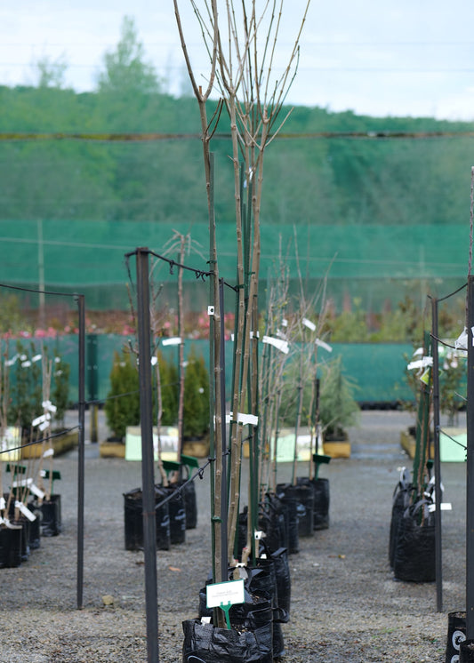 A nursery row of tall Fraxinus Raywoodii (Claret Ash) trees in black grow bags on a gravel lot, with green fencing and trees in the background.