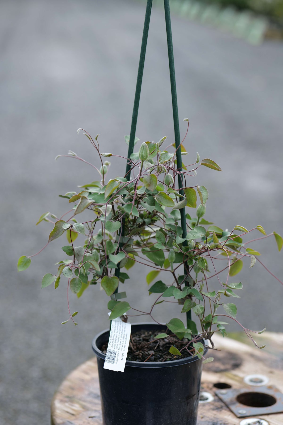 A potted trailing green Clematis Guernsey Cream with small oval leaves and thin reddish stems, growing in a black nursery pot on a wooden surface outdoors.