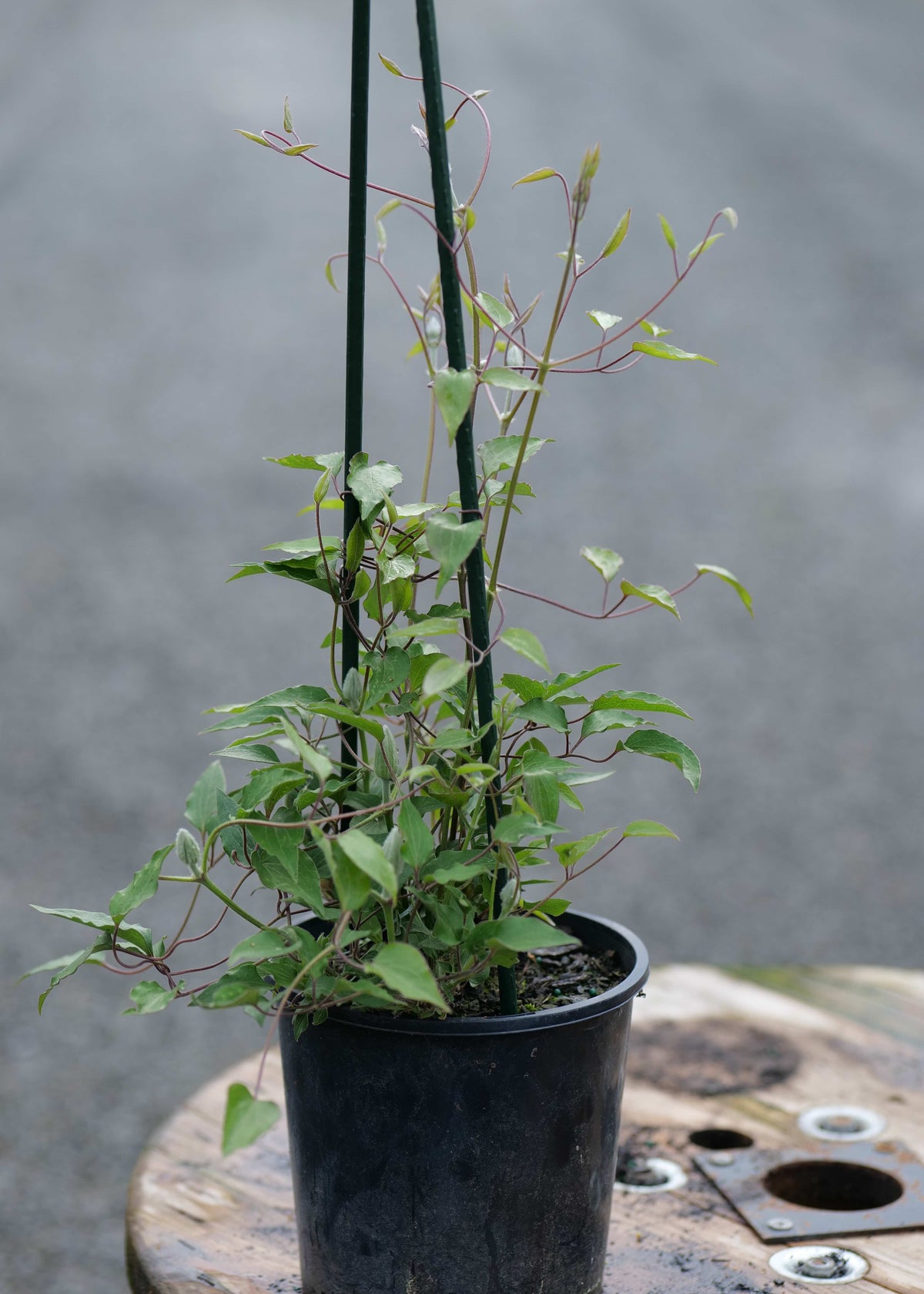 A potted green Clematis HF Young with leafy stems and two upright stakes, sitting on a wooden surface outdoors with a blurred gray path or road in the background.
