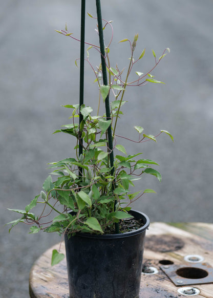 A potted green Clematis HF Young with leafy stems and two upright stakes, sitting on a wooden surface outdoors with a blurred gray path or road in the background.
