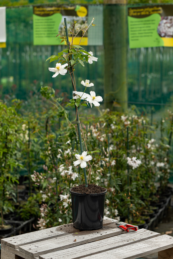 Clematis Montana Snowflake