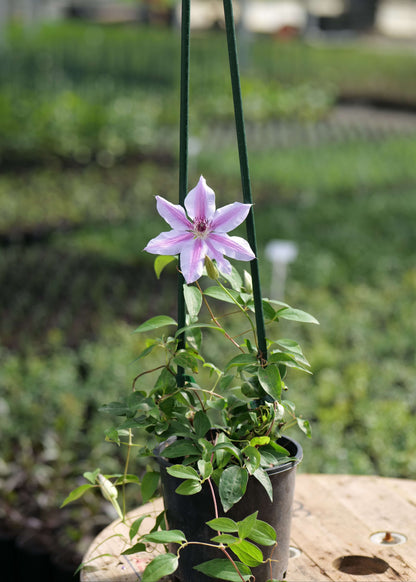 Pink and white Clematis flower in a pot on a wooden surface with a blurred garden background