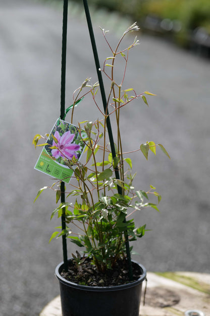 Clematis Nelly Moser