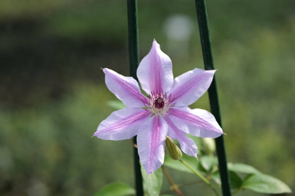 Clematis Nelly Moser