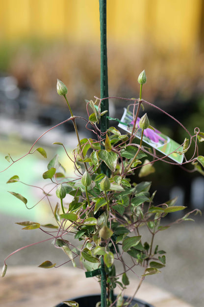 A potted clematis Nelly Moser flower buds with green leaves and stems climbing a dark green stake, shown in a garden nursery setting with a yellow fence blurred in the background.