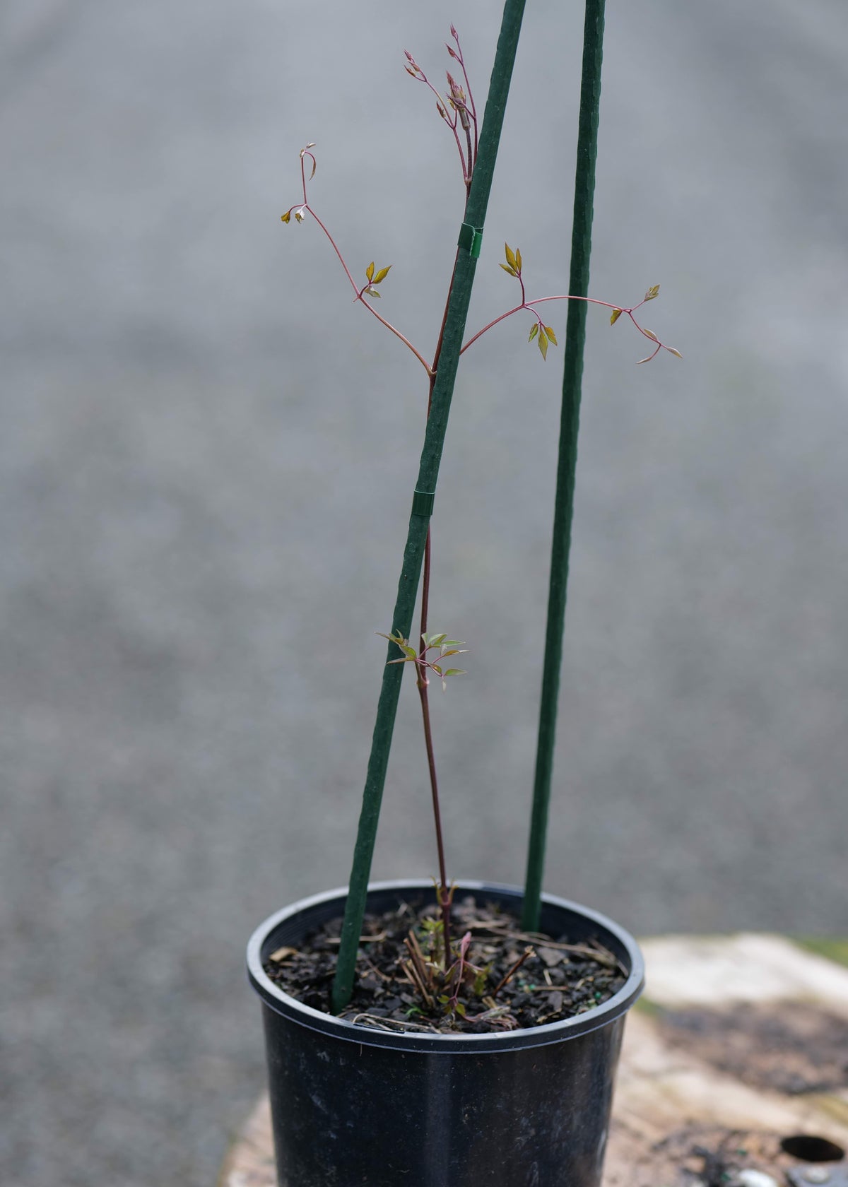 A small potted Clematis Princess Diana with long green stems and delicate reddish-brown branches, shown in a black nursery pot on a wooden surface with a blurred gray outdoor background.