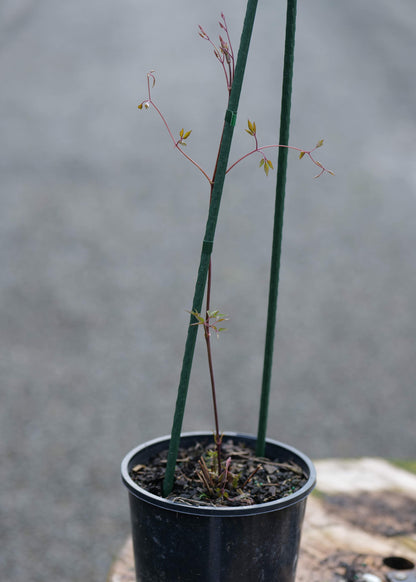 A small potted Clematis Princess Diana with long green stems and delicate reddish-brown branches, shown in a black nursery pot on a wooden surface with a blurred gray outdoor background.