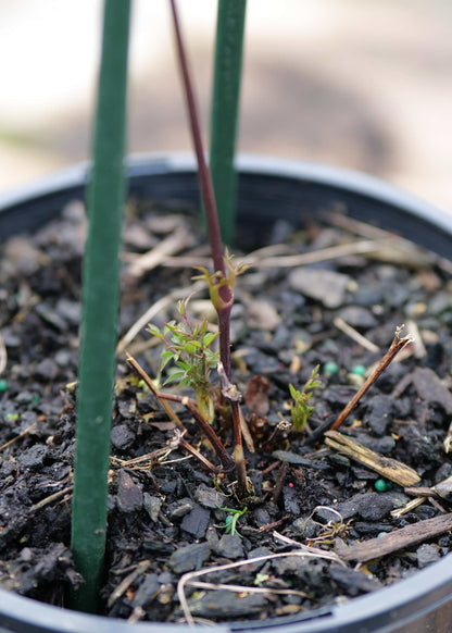 A close-up of a potted young spring growth on Clematis Princess Diana in a black plastic nursery pot, with dark soil, small green and reddish sprigs, and two upright green stakes against a blurred outdoor background.