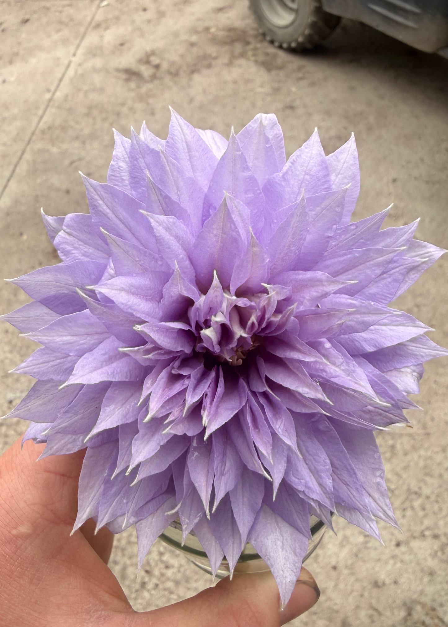 Lilac flower of Clematis Belle of Working
