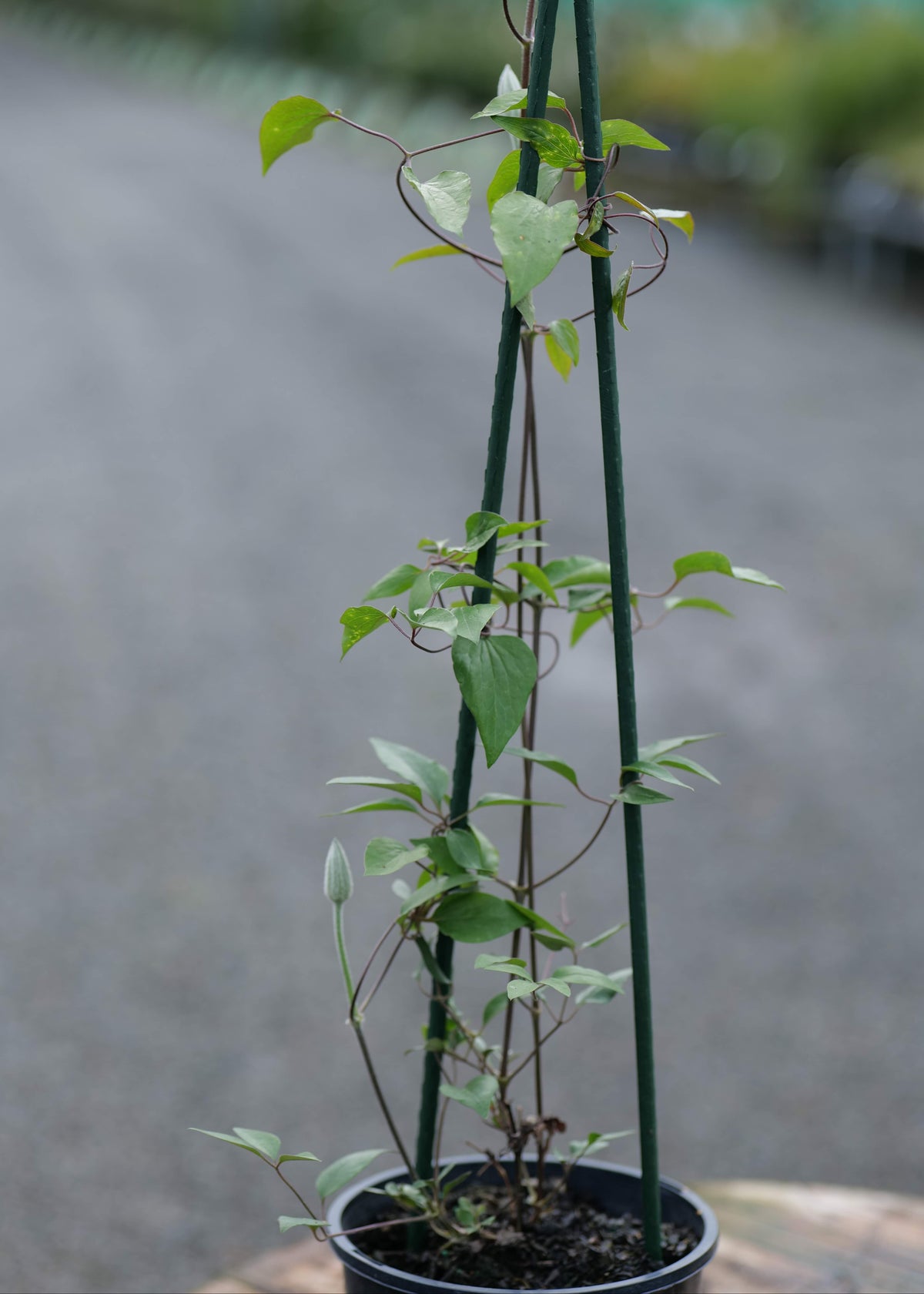 A potted green climbing Clematis Elsa Spath with heart-shaped leaves growing vertically between two dark metal stakes, photographed outdoors on a blurred gray path.