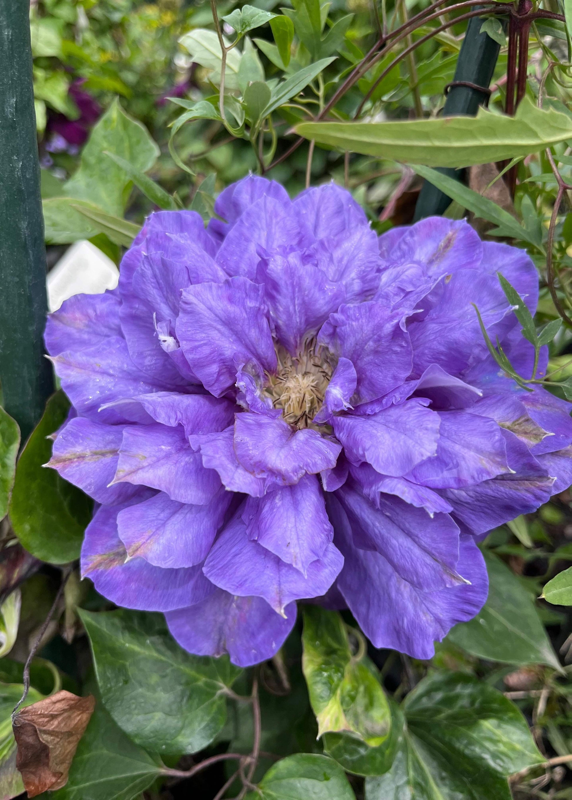 Close-up of a purple flower with green leaves in the background