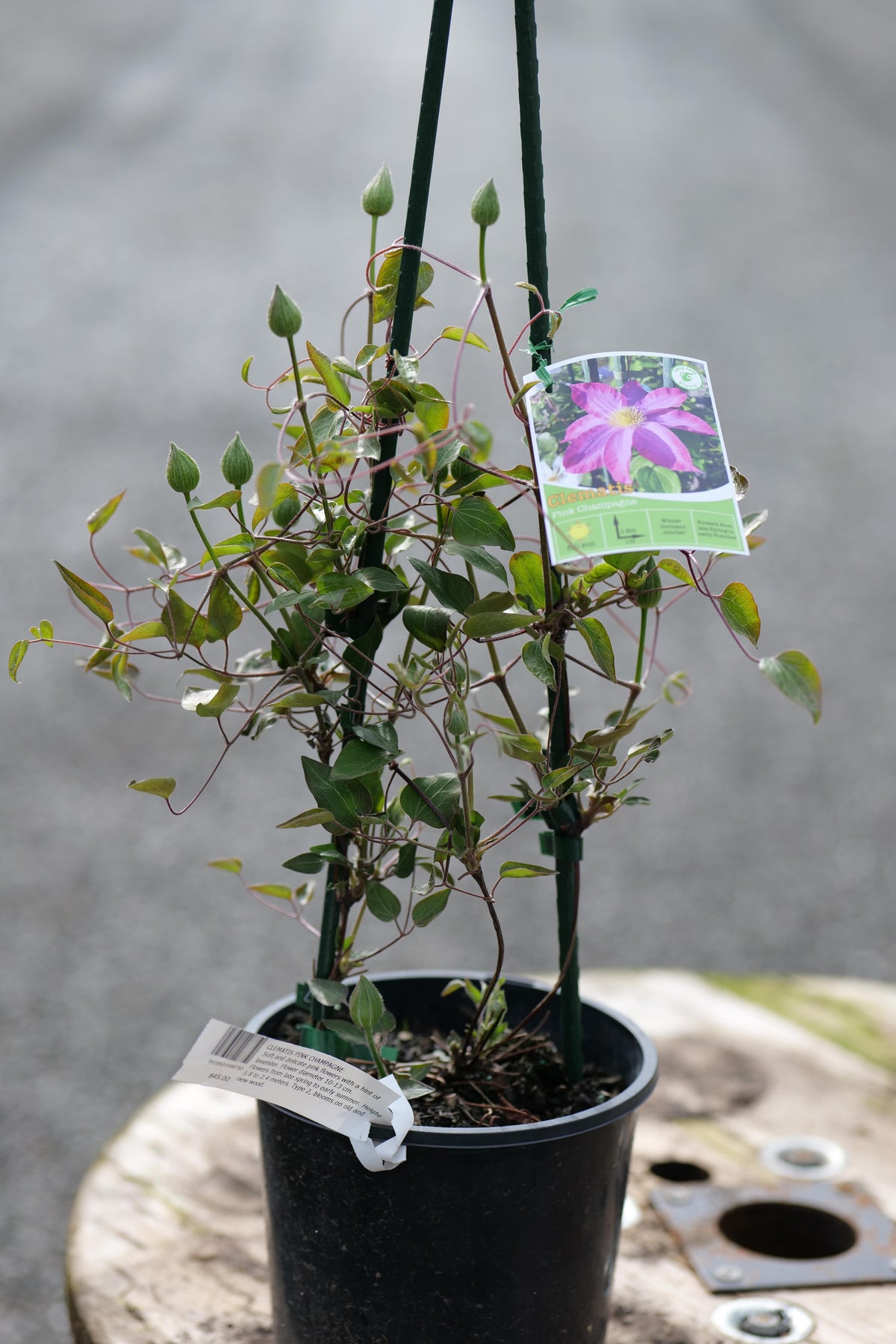 A potted climbing Clematis Pink Champagne with green leaves and buds, supported by dark stakes, in a black nursery pot with a small hanging tag showing a purple flower and another tag near the base.