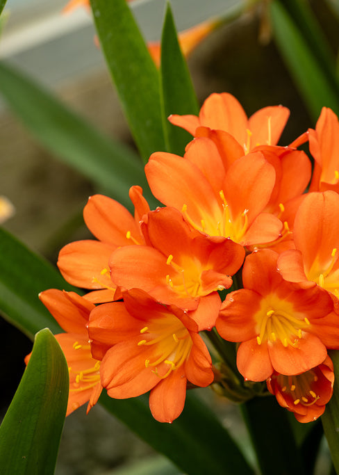 Clivia Orange