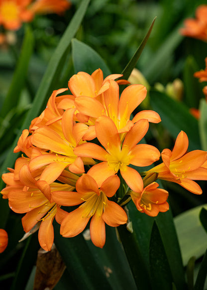 Clivia Orange