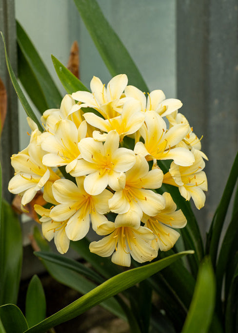 Clivia Yellow