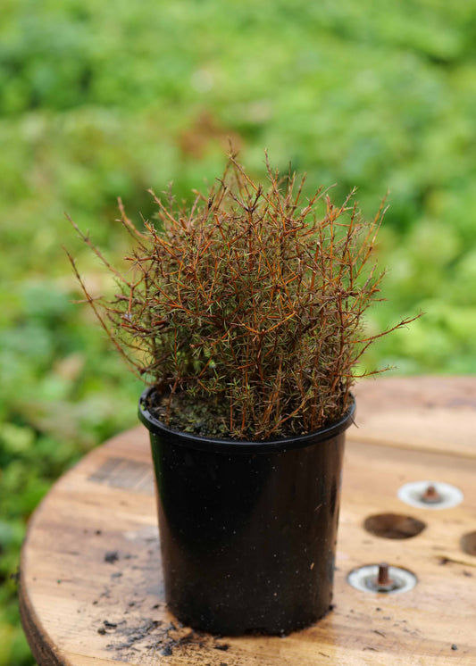 Coprosma Red Rocks
