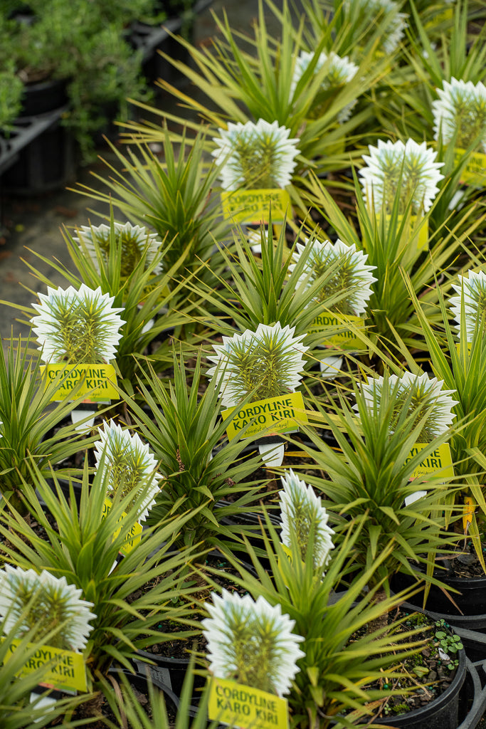 Cordyline Karo Kiri