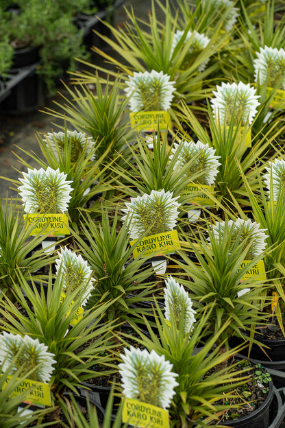 Cordyline Karo Kiri