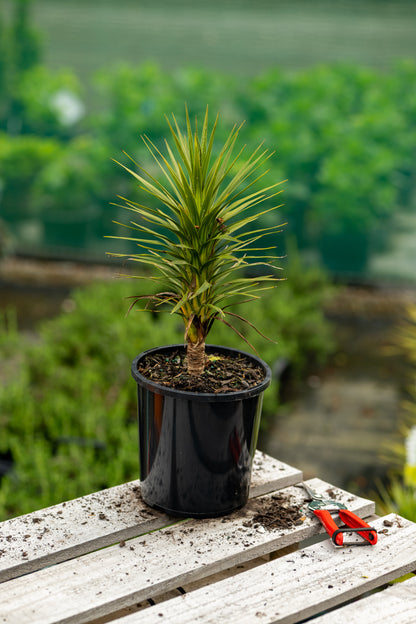 Cordyline Karo Kiri