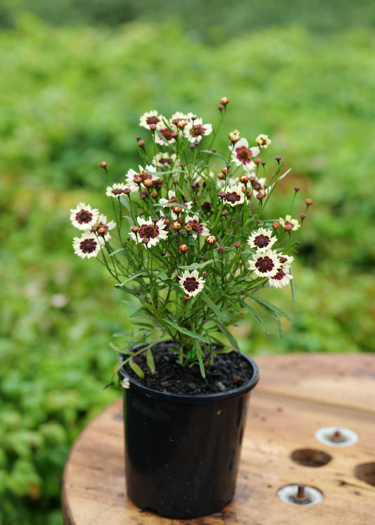 Coreopsis Corusco Cream