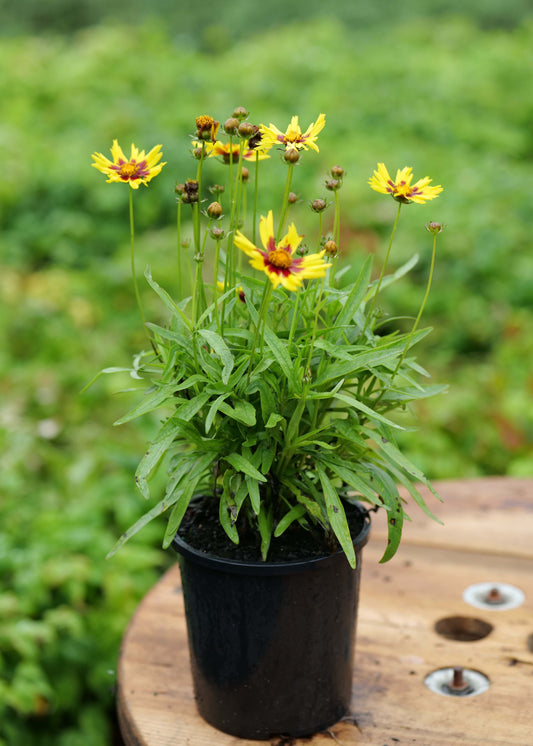 Coreopsis Sunkiss