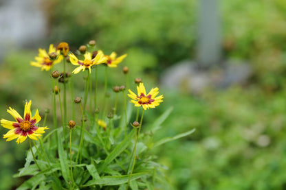 Coreopsis Sunkiss