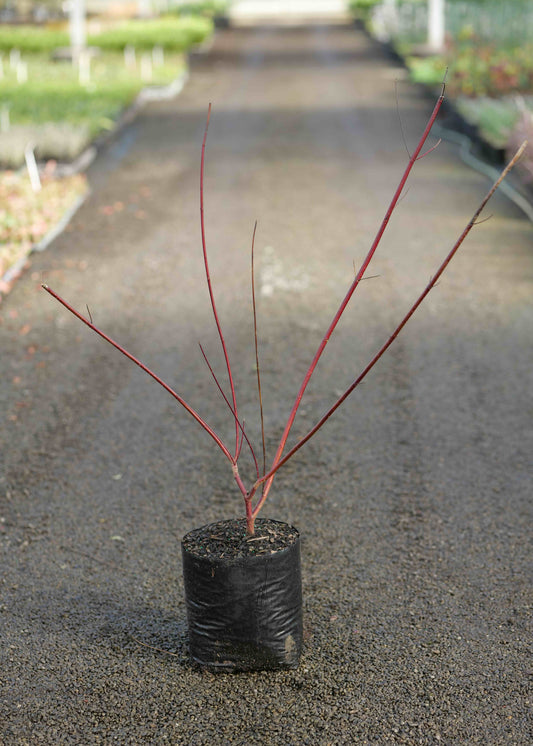 Crnus Alba Sibirica in a planter bag on a gravel driveway