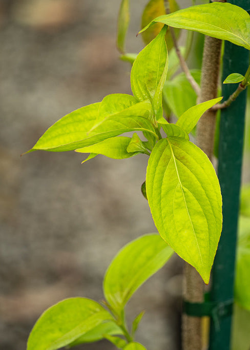 Cornus Greenvale