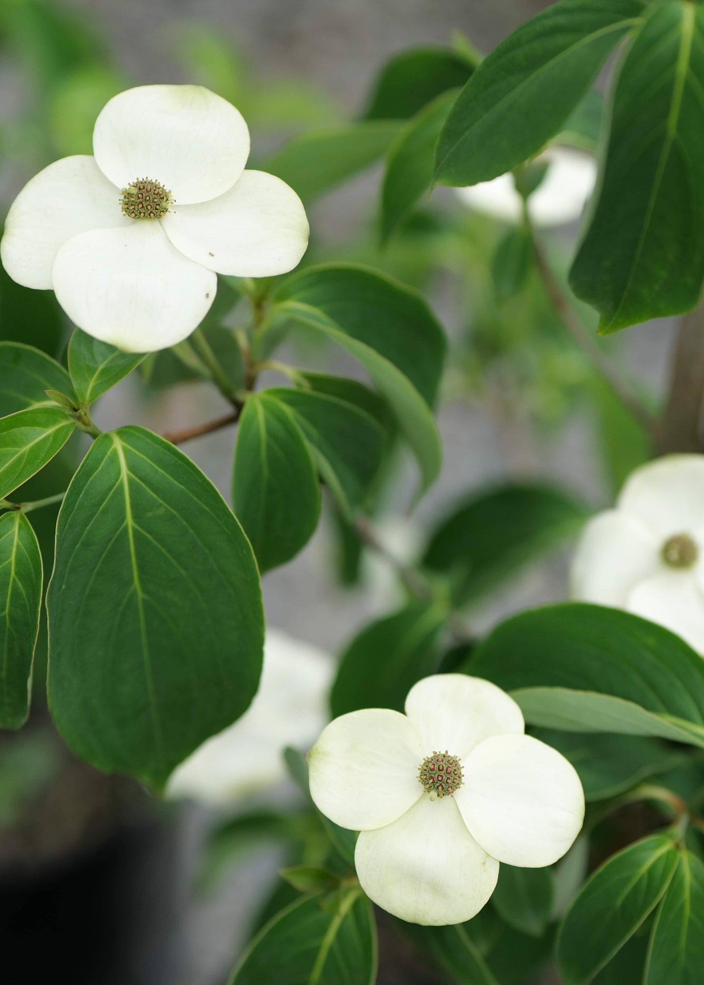 Cornus Greenvale