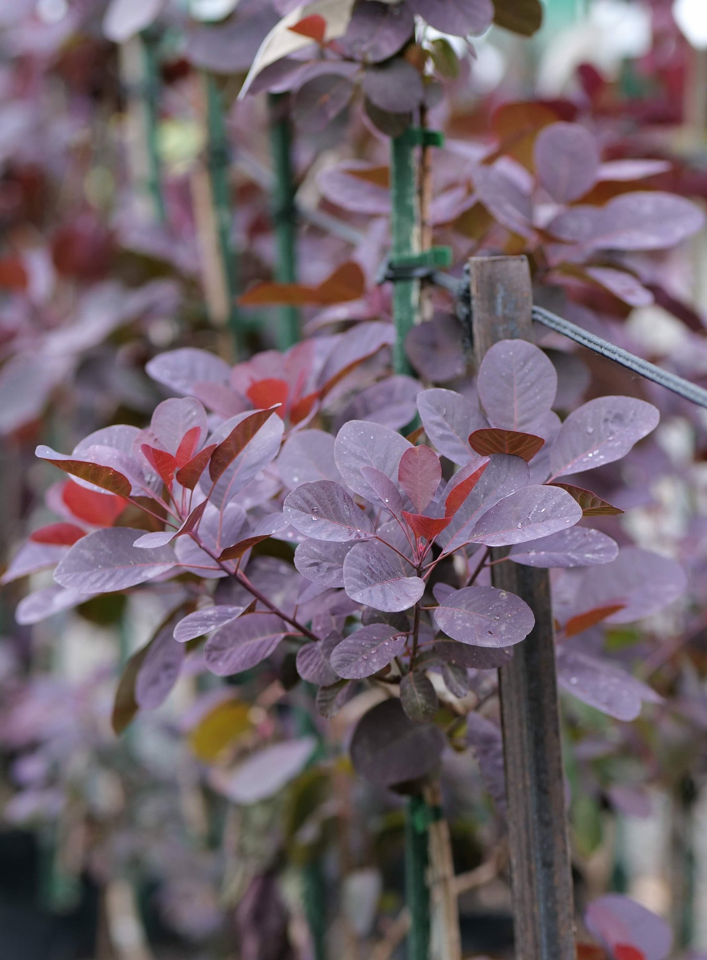 Cotinus Coggygria Purpurea