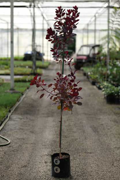 Cotinus Coggygria Purpurea