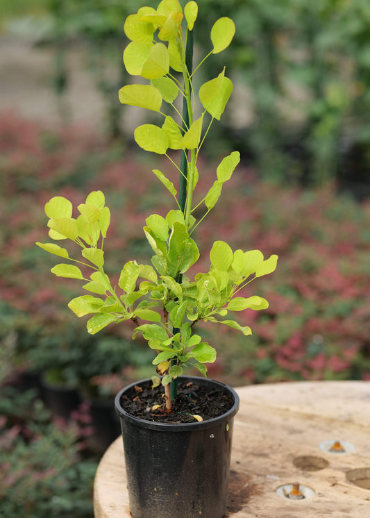 Cotinus Golden Spirit plant potted